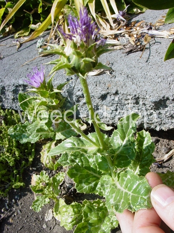 milkthistle, blessed